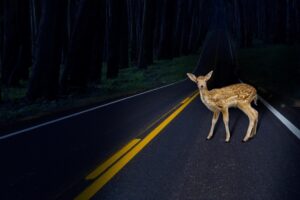 deer in the headlights