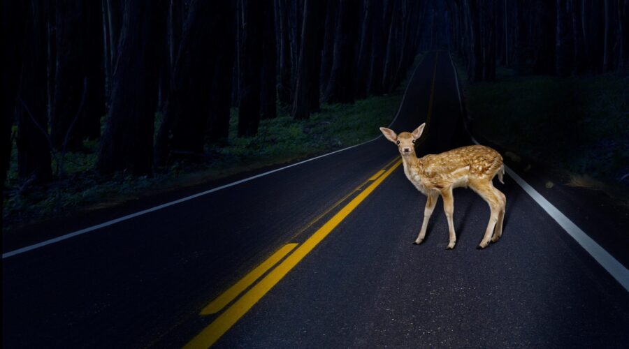 deer in the headlights
